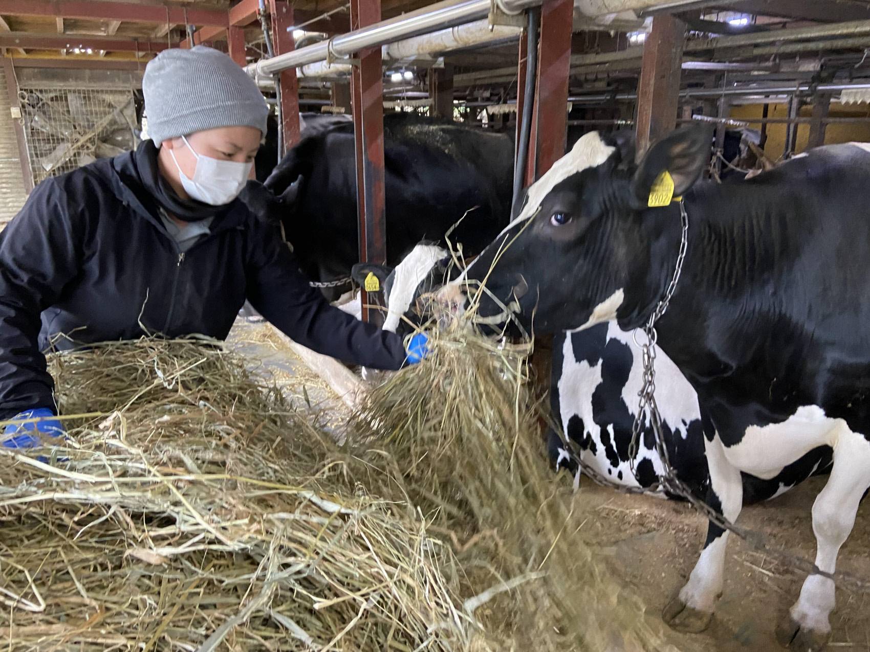 Japan Sees Fewer Dairy Farmers amid High Feed Costs