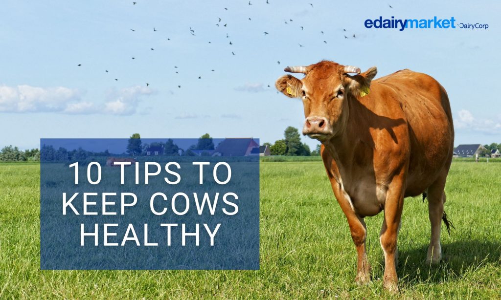 10 Tips to Keep Cows Healthy