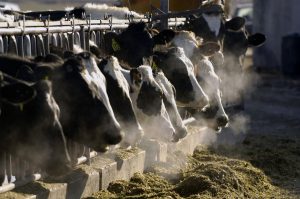 Dairy farmers are likely to see lower milk prices in 2023