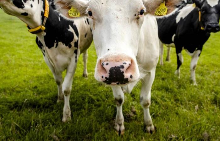 Dairy farmers turn their back on agricultural agreement talks