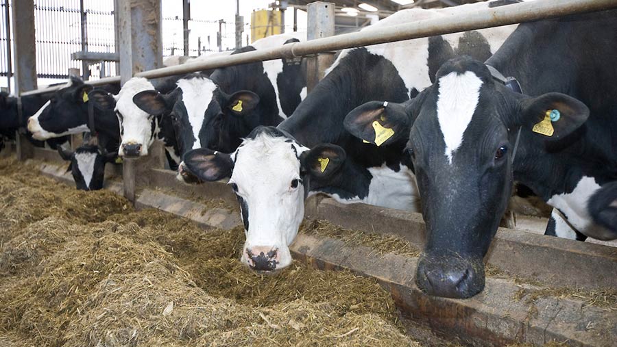 Dairy health and fertility continue upward trend, NMR report shows