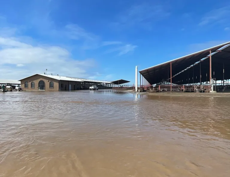 Floodwaters Create ‘Situational Crisis’ for California Dairy Farmers