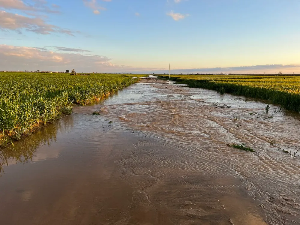Floodwaters Create ‘Situational Crisis’ for California Dairy Farmers1