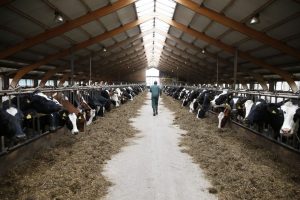 Global first for Australian dairy with release of National Guidelines for Dairy Feedpads and Contained Housing