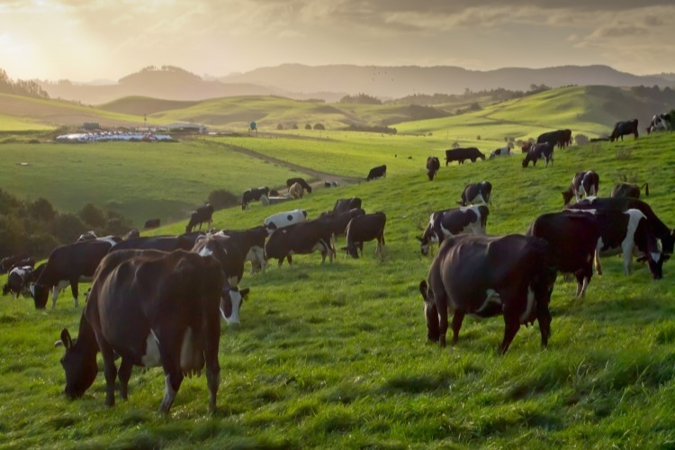 High cheese and protein margins key to Fonterra’s interim profit increase