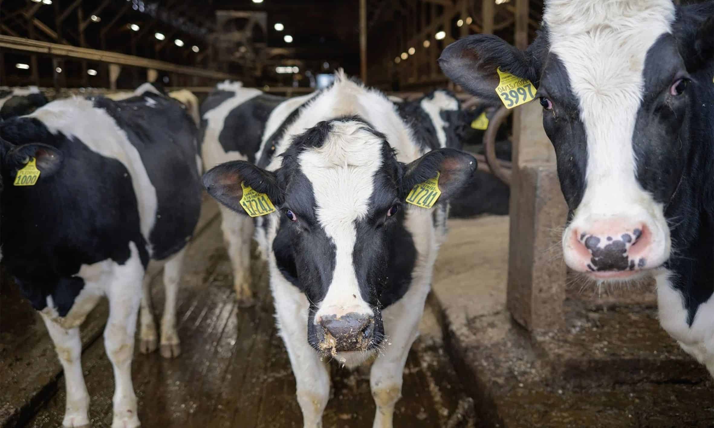How Dairy Farmers Are Turning Manure Into Money