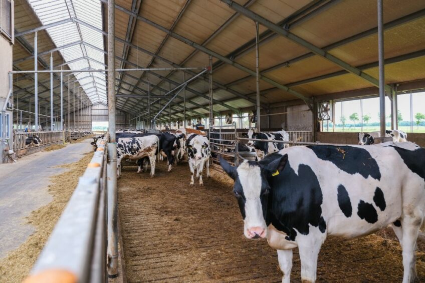 Dairy cows in the transition period are more prone to longer headlock times because of the necessity to closely monitor the animal for post-calving evaluations and treatment of health disorders.