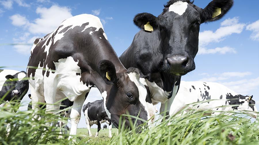 Large milk price cuts intensify pressure on dairy farmers