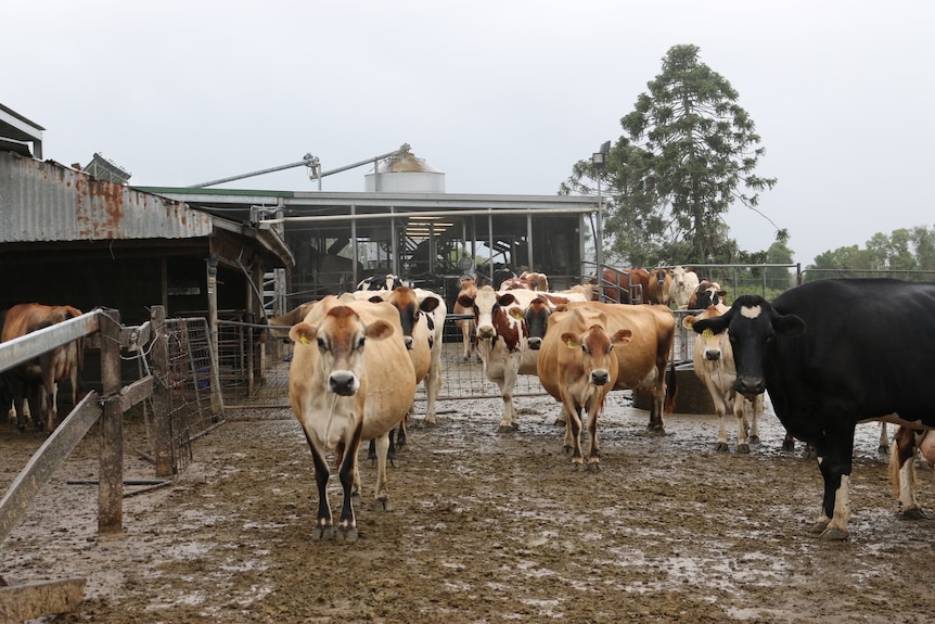 Cows leaving the dairy on Mr Graham's Codrington farm on a wet afternoon a year after the floods. 