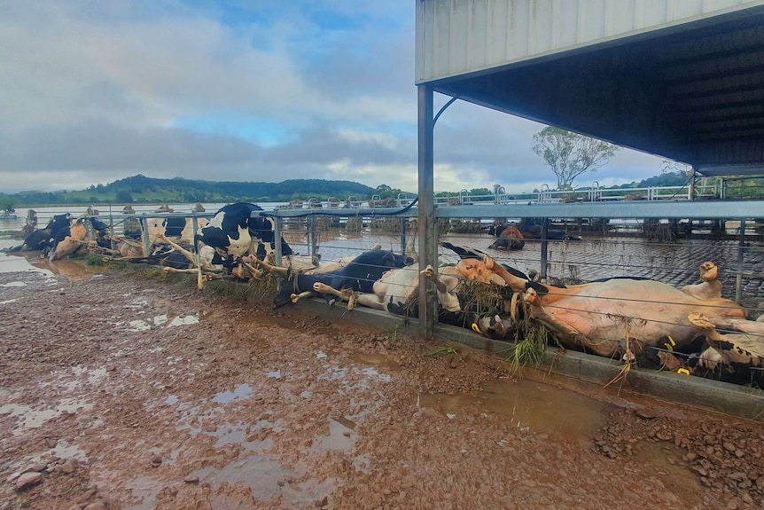 Paul Weir was devastated to lose dairy cows when floodwater inundated his farm outside Lismore.