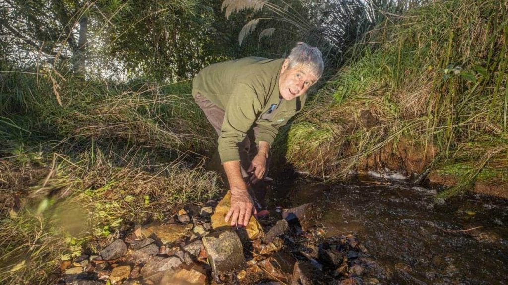 Numbers up for endangered whitebait and kanakana in dairy farmers' streams