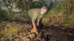 Numbers up for endangered whitebait and kanakana in dairy farmers' streams