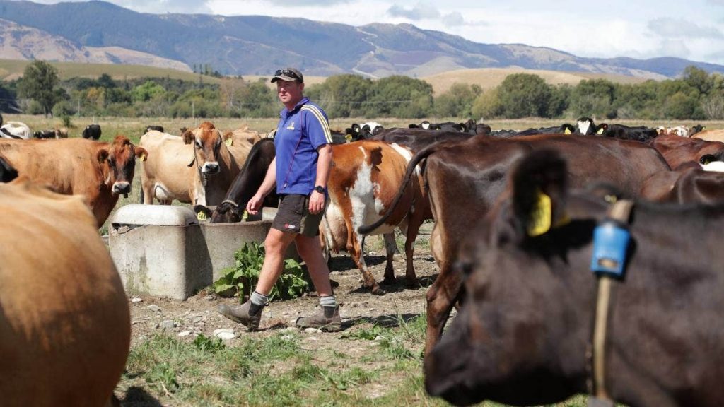 Dairy farmer Adam McCall of Kelso, in Eastern Southland, says milking once a day has many benefits, and that the farm produces less milk but saves money as costs are lower.