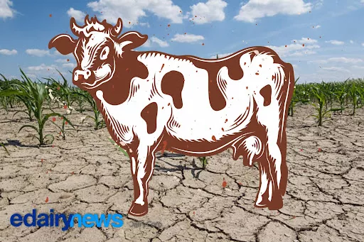 La Niña, el Niño... and the South American dairy reality