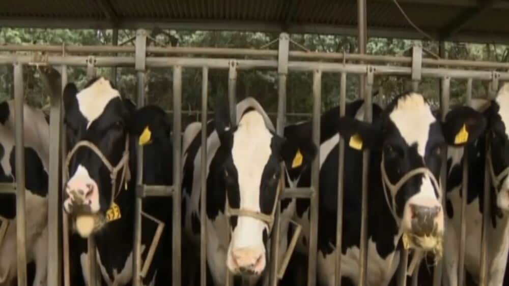 Milk Margins Dairy market set to rebound after a crazy ride