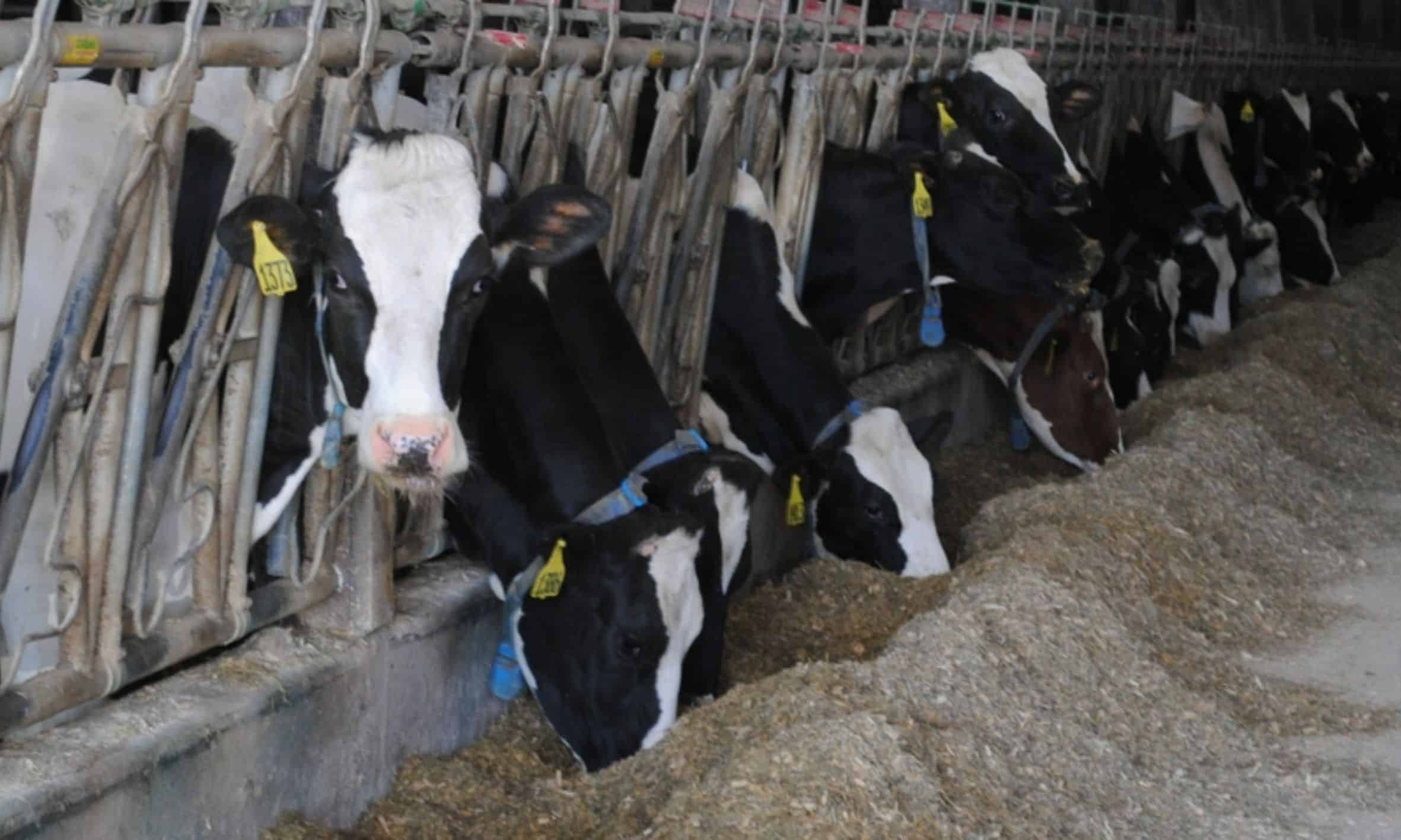 Tips to lower dairy feed costs