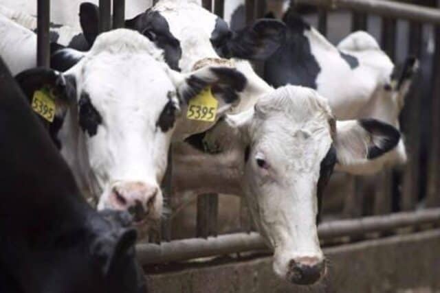 Updated dairy cattle code will see improvements for more than a million cows in Canada