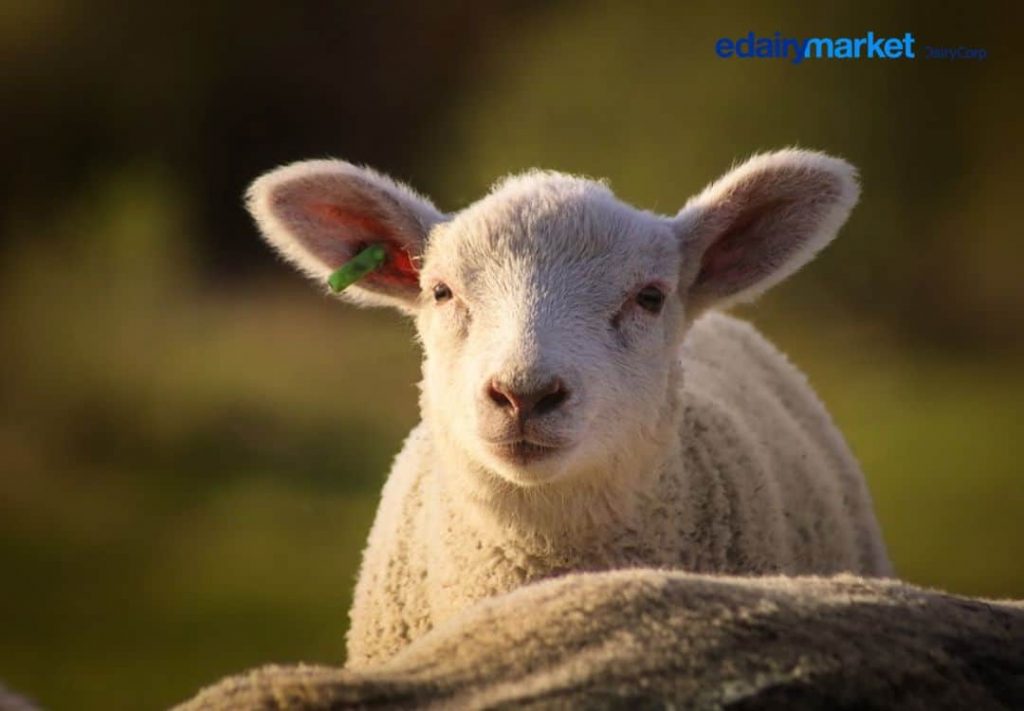 6 Incredible Facts about Sheep Milk