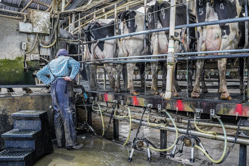 Dairy farmers have been under pressure with rising costs and struggling to get staff.