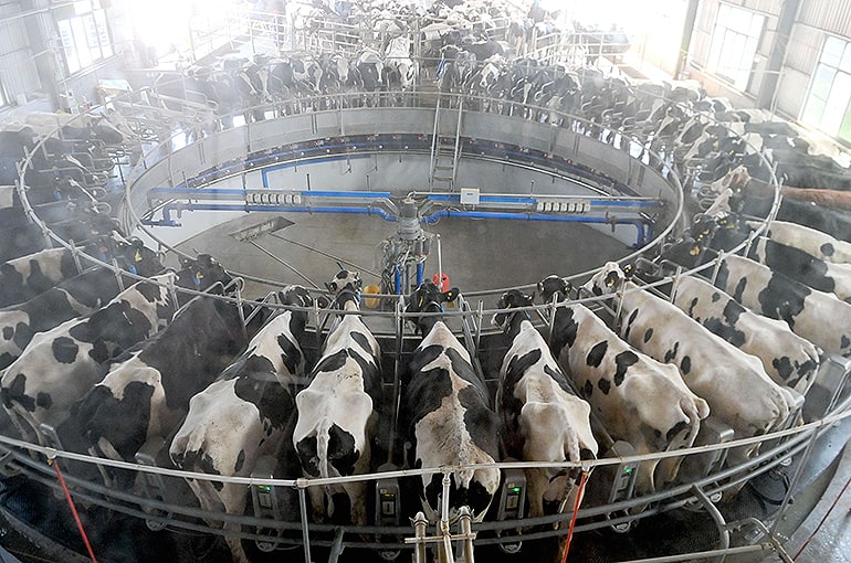 China’s Smaller Dairy Farms Go Bust as Milk Prices Fall, Feed Costs Rise