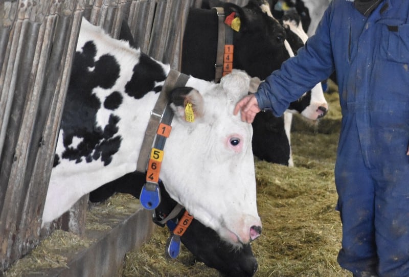 Dairy crisis' hits Japan as farm bankruptcies see 10-year high