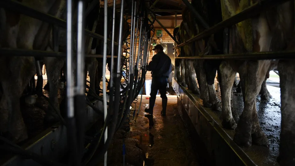 Dairy farmers happy to milk profits but hurdles remain