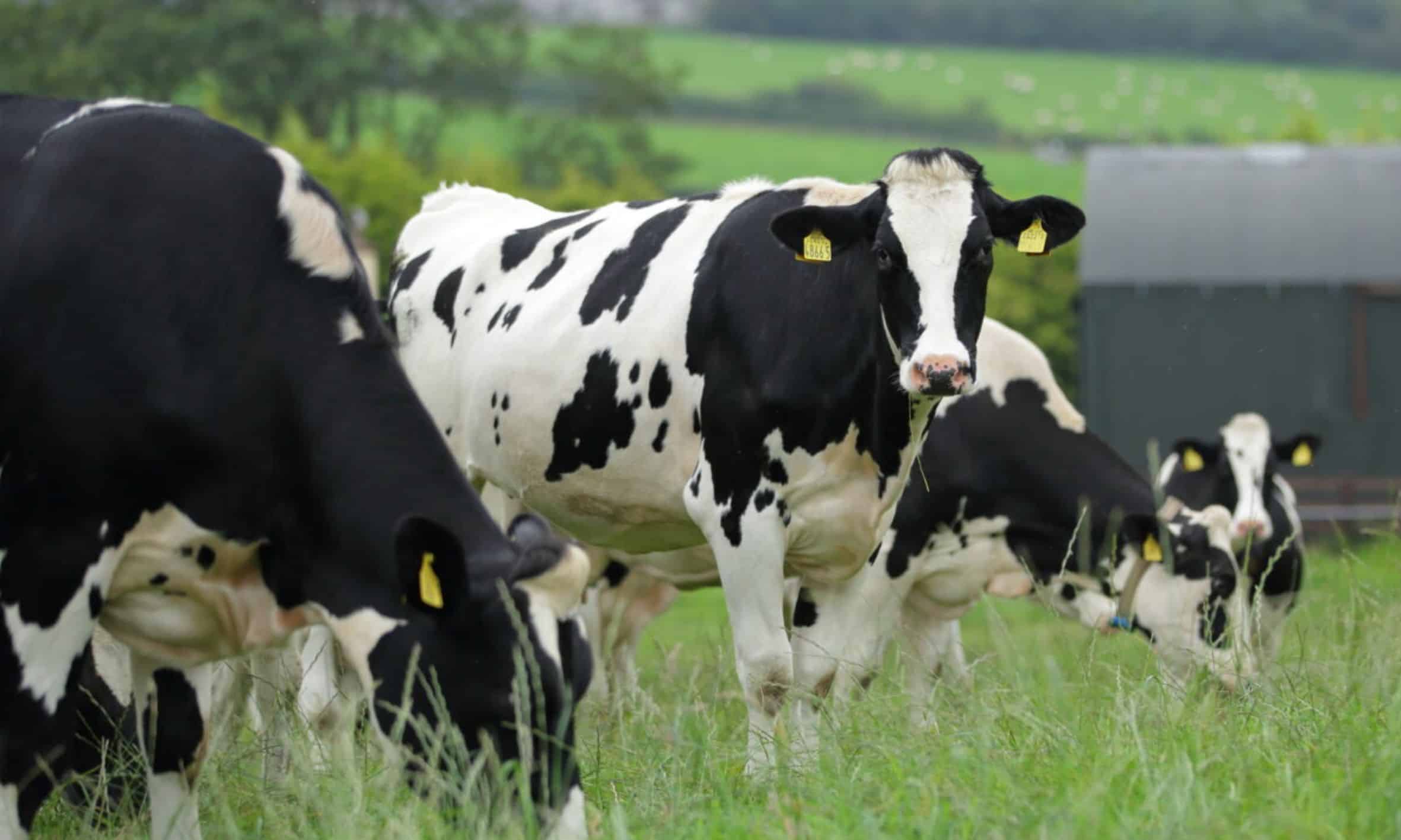 Manage dairy farm cashflow and avoid the ‘cost of farming squeeze’