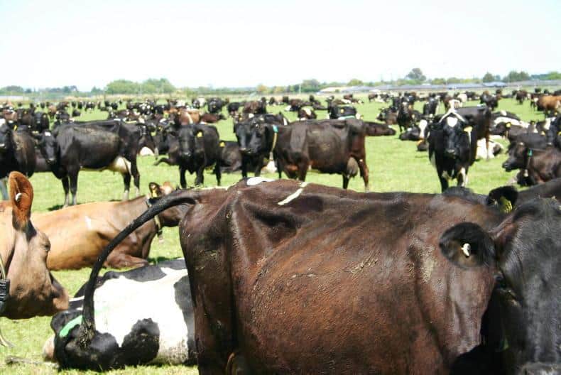 Dairy cow numbers are at their lowest level in New Zealand since 2011.