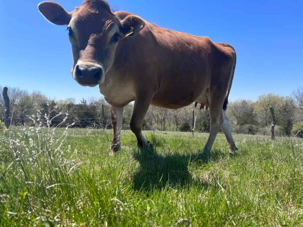 Raw milk sales will soon be legal in Iowa, joining most of Midwest. But ...