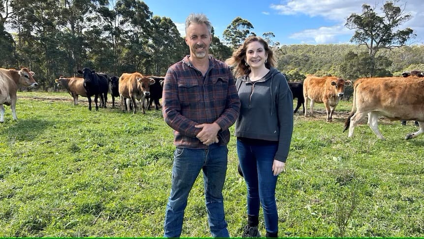 WA family farm produces Jersey beef with marbling scores it says rivals the best Wagyu