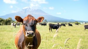 What’s the global picture for dairy markets