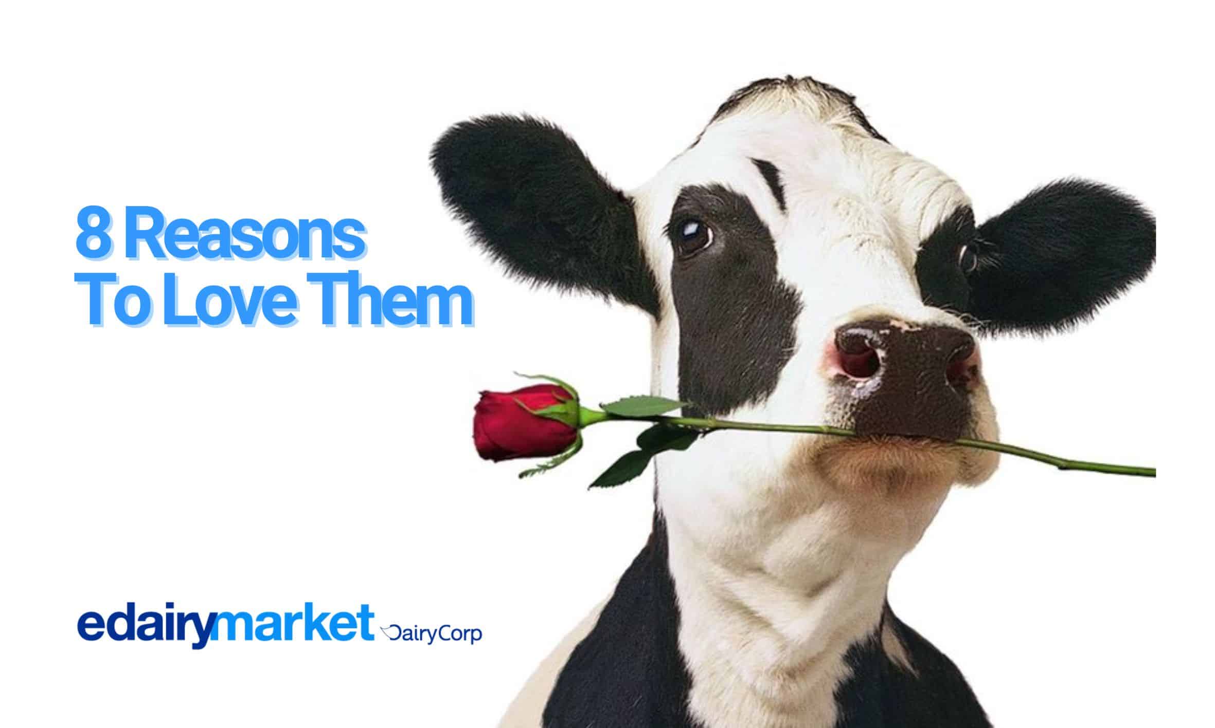 8 Reasons to Love Dairy Cows