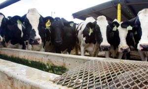 China’s soured milk and its impact on Utah’s dairy farmers