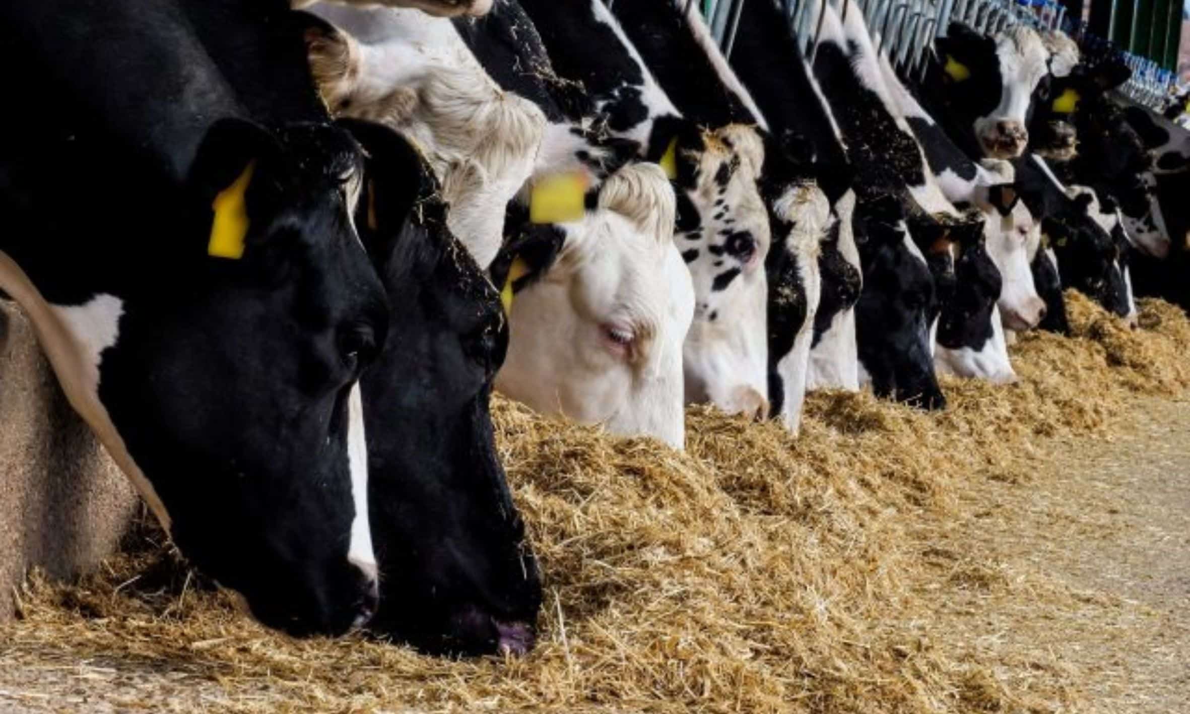 Combatting summer heat stress in dairy cattle