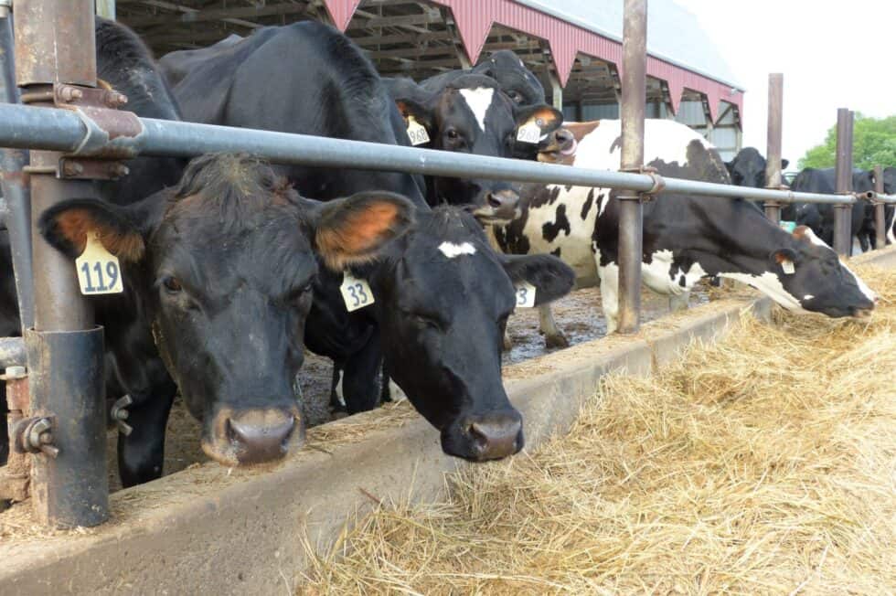 Dairy Farmers of America Leaves IDFA Over Dispute to Modify USDA’s Federal Milk Marketing Order