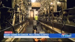 Dairy farms in danger, milk being dumped