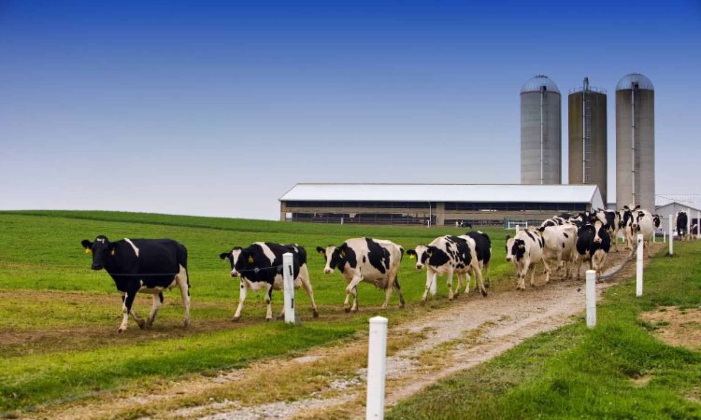 Economic update April dairy cull cow marketing slowed