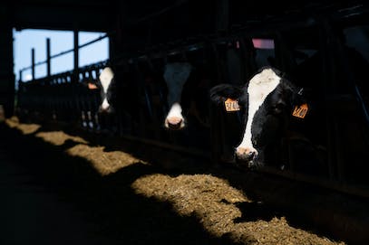 Minnesota dairy farms lose buyer after milk from Hastings Creamery seeped into water supply