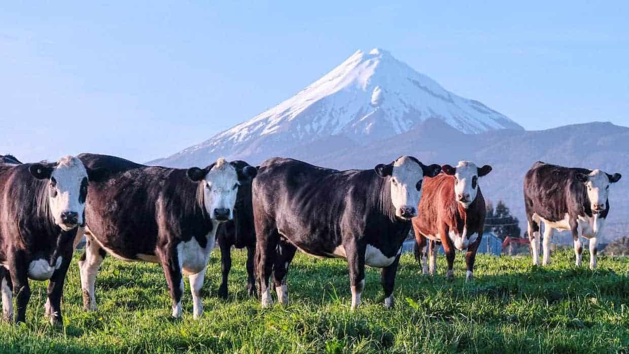 New Zealand farmers should be celebrated for addressing climate change