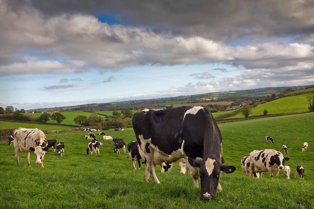 Organic milk producers concerned over sector viability