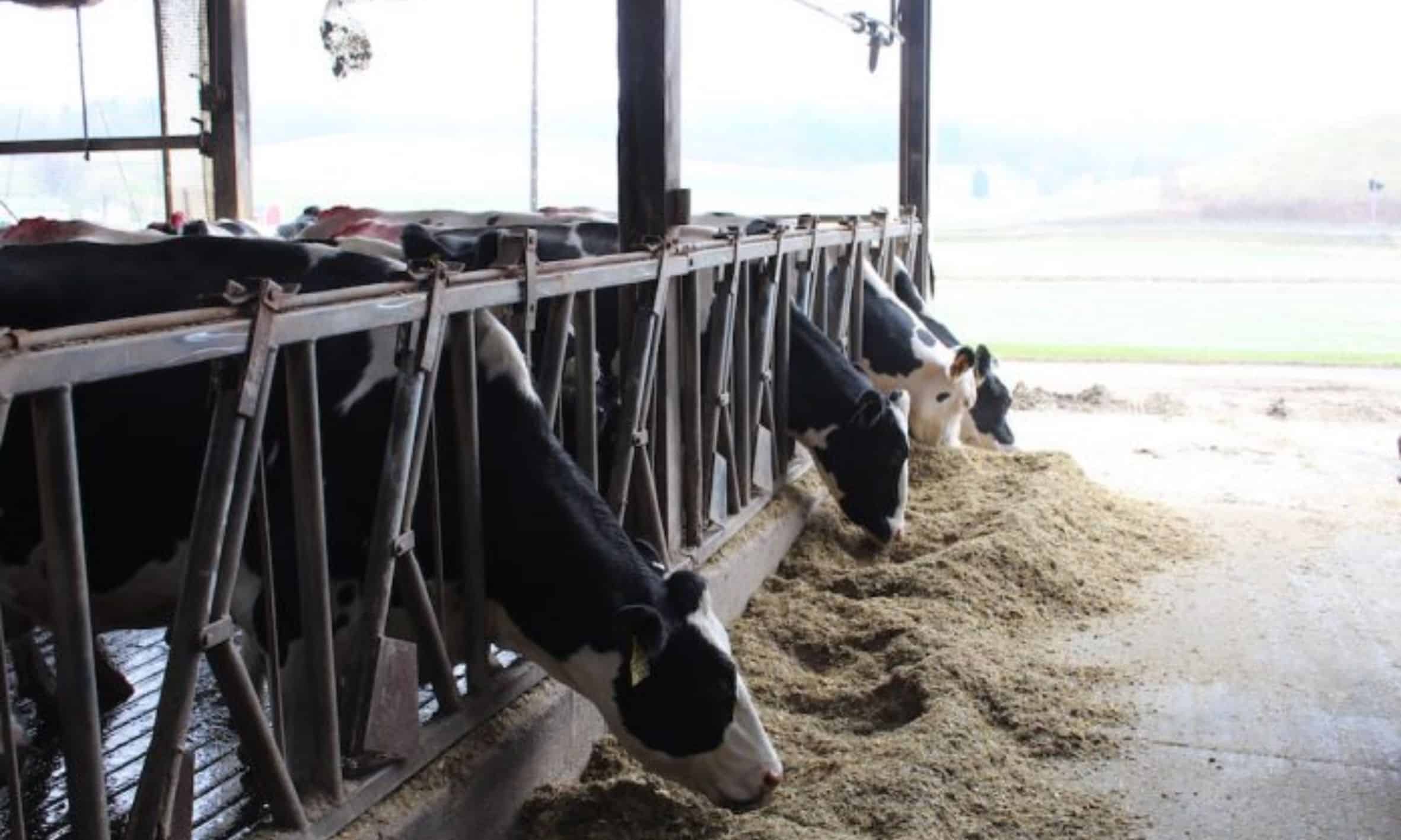 Can the dairy industry breathe a sigh of relief?