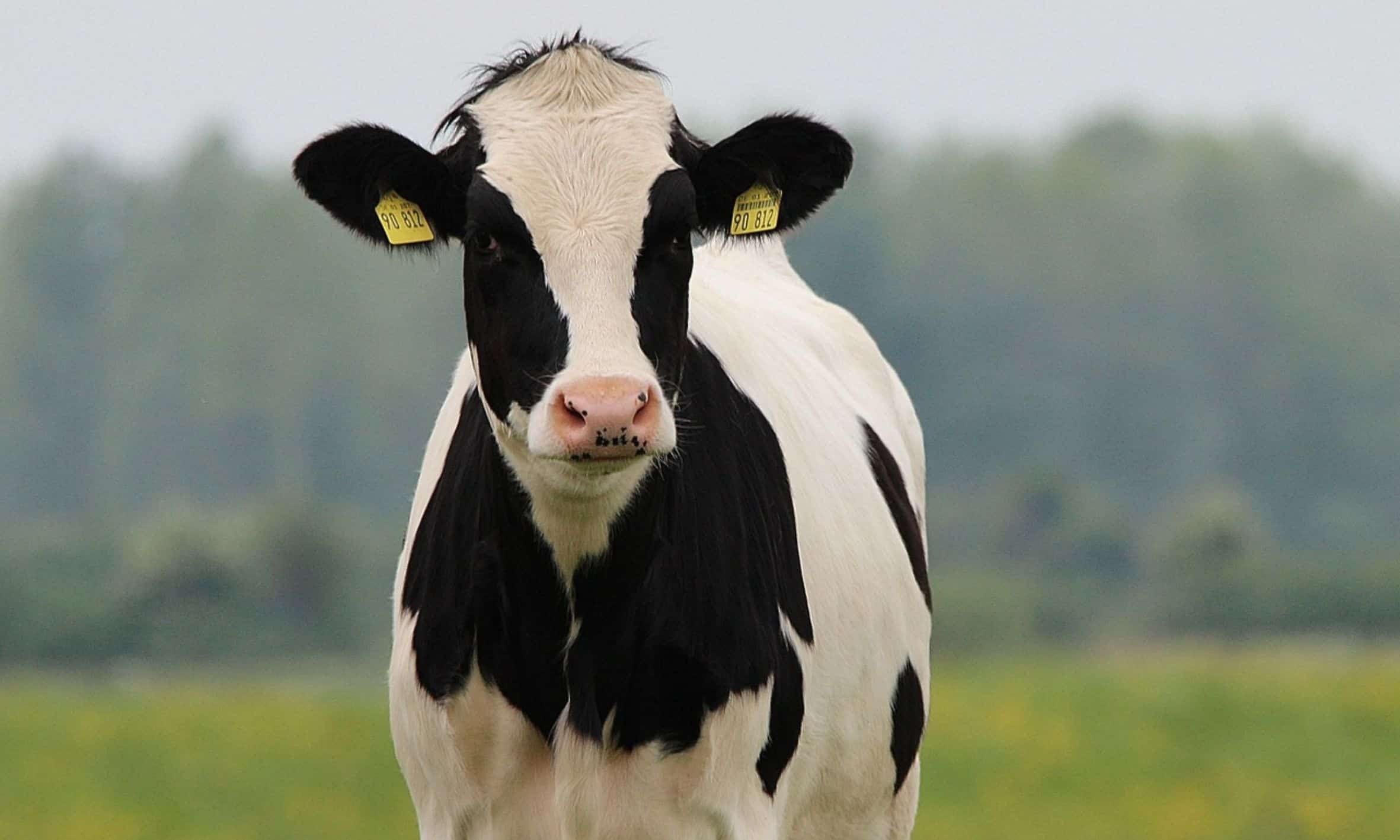 Dairy Report Low Milk Prices and Higher Beef Prices Take a Hit on Dairy Cow Numbers