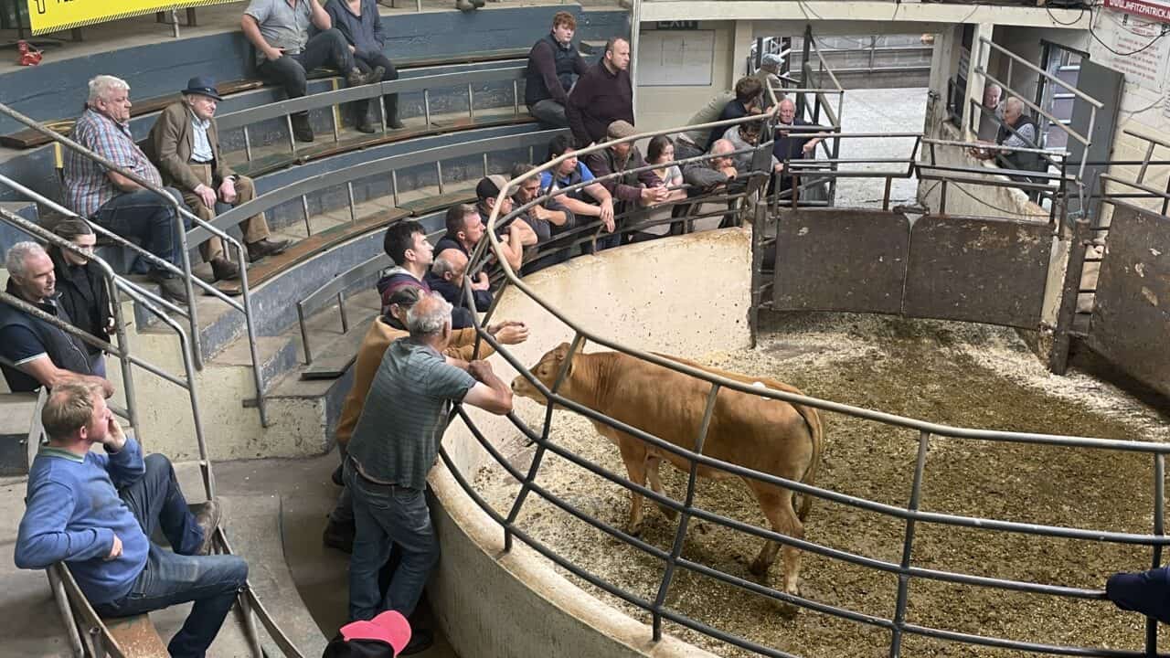 Nitrates rules changing cattle trade trends at Kilcullen Mart