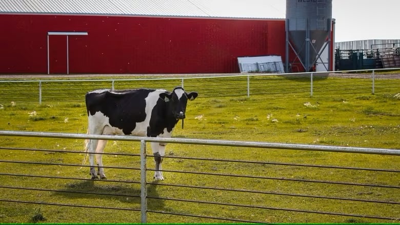 Canadian dairy cows among first in world bred to belch less methane