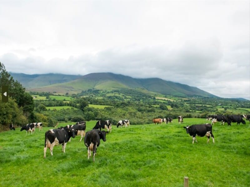 Healthy cows are the key to dairy farm success