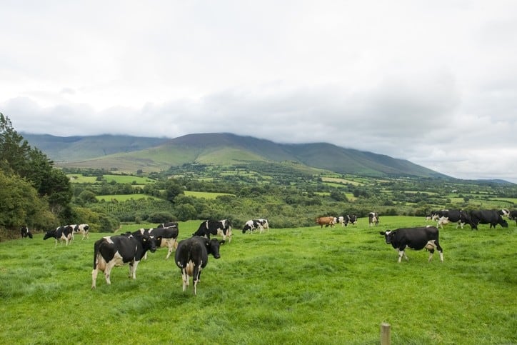 Ireland urged to use additives to cut enteric methane in dairy cows