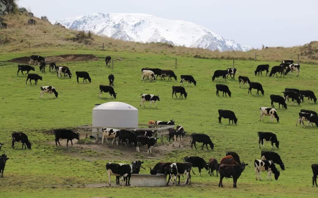 Māori farms had more stock on-farm compared to the average - with three times as many beef cattle, five times as many dairy cows and seven times as many sheep (file image). Photo: RNZ / Cosmo Kentish-Barnes