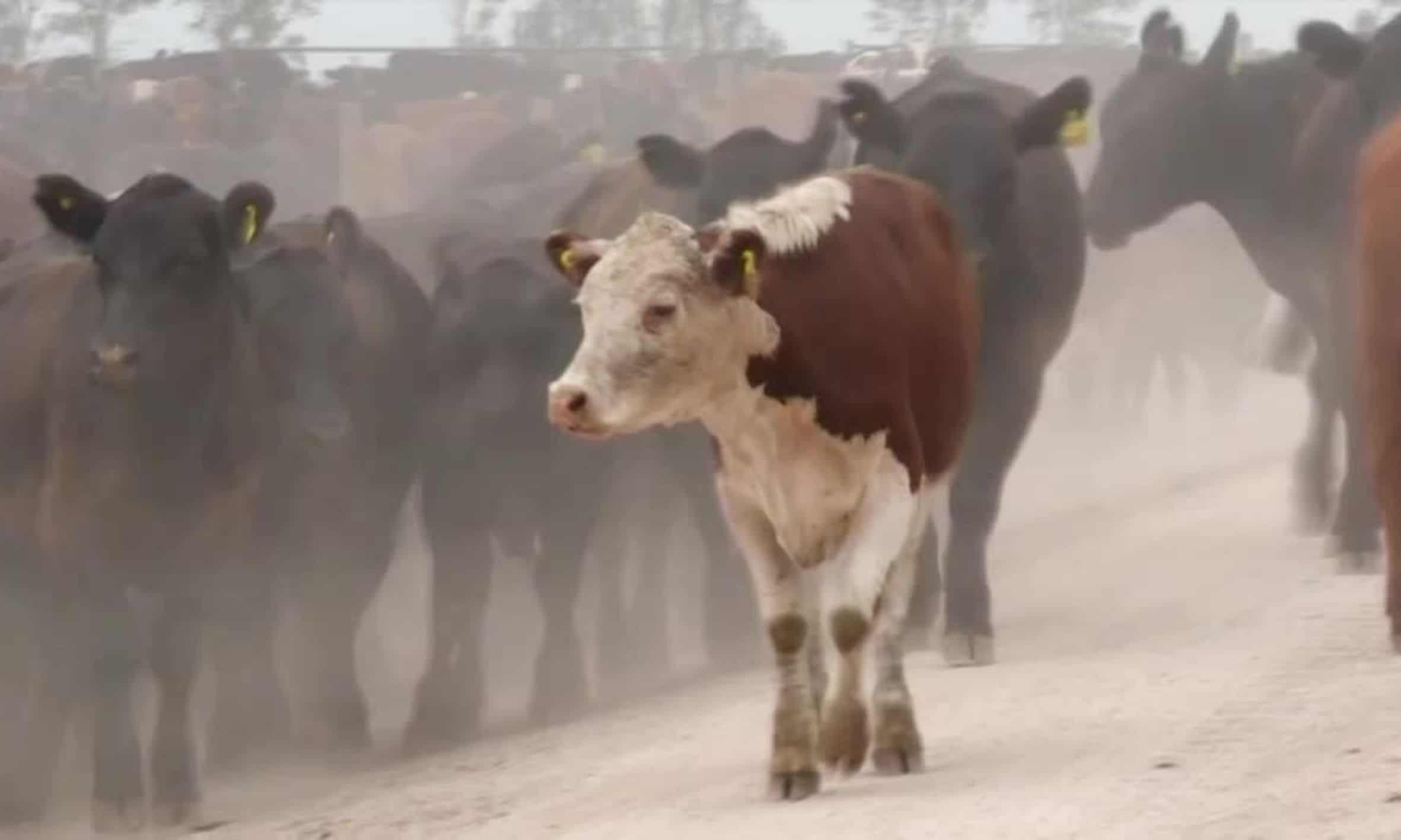 The climate-friendly cows bred to belch less methane