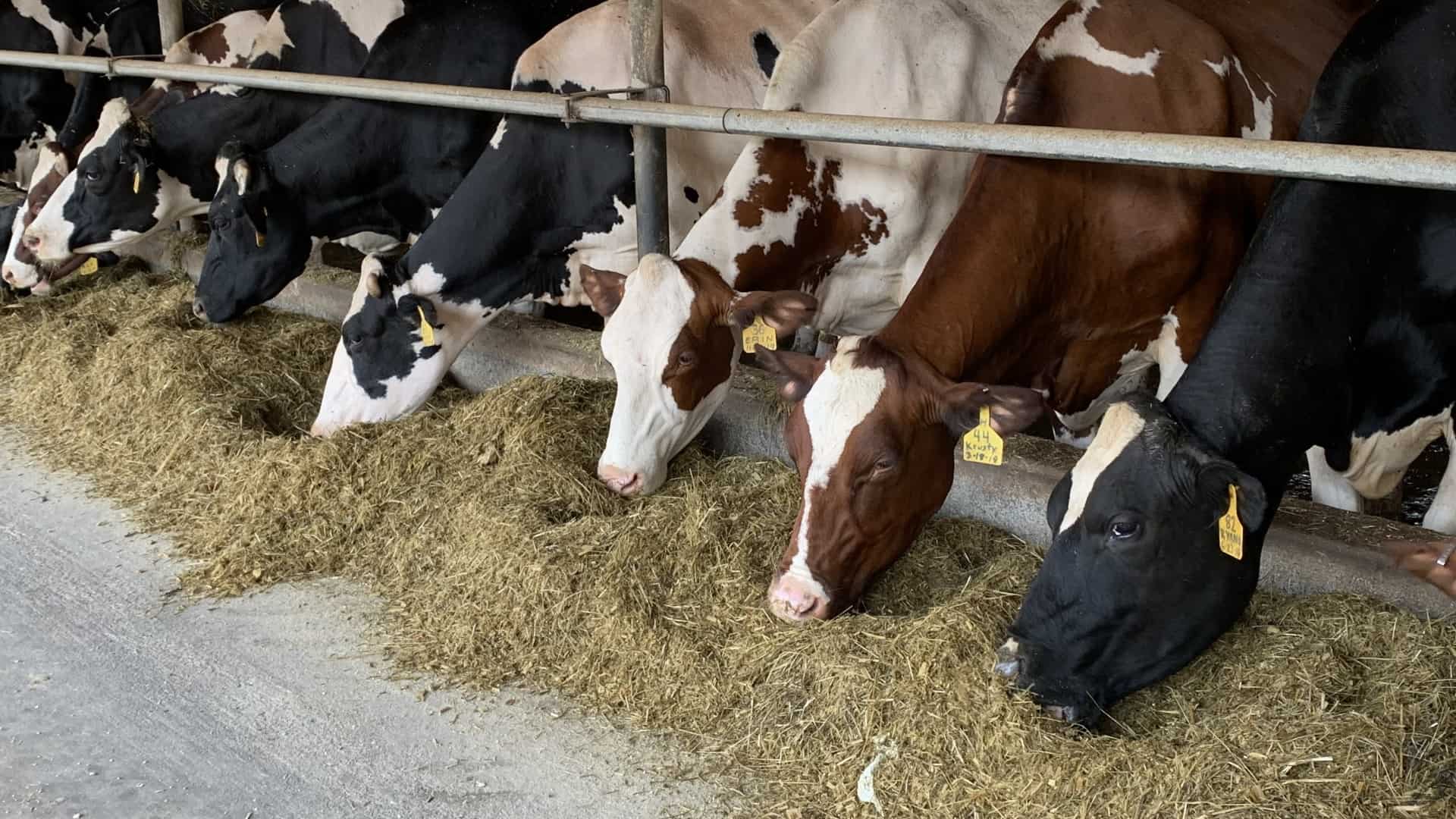 Central Pa. dairy farmers working to keep cows cool during the heatwave