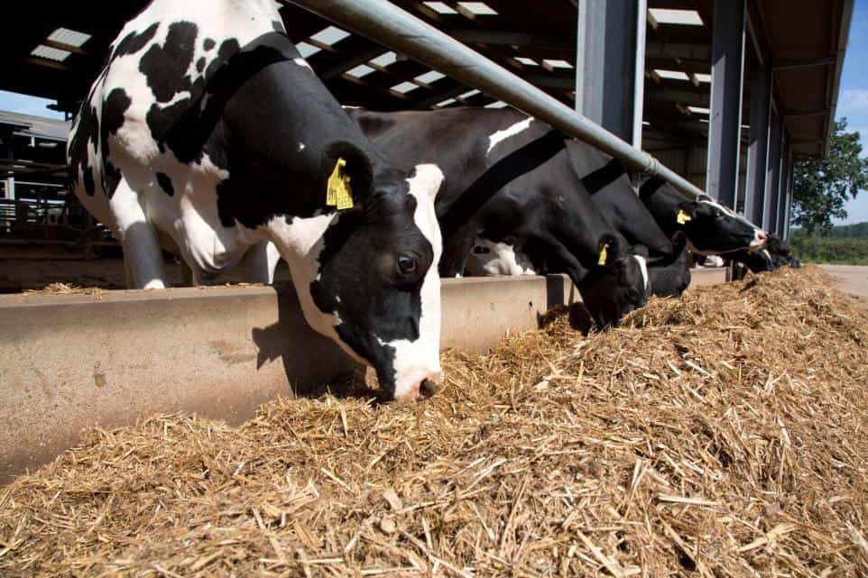 Dairy farmers advised to plan winter feeding now